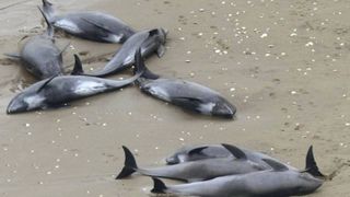 Sase pui de delfin, gasiti morti la Navodari