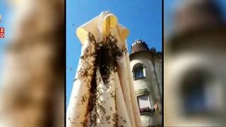 Invazie de albine! Roiurile au pus stapanire pe centrul Timisoarei! Apicultorii avertizeaza: nu iesiti parfumati din casa