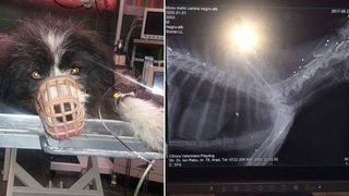 Cruzime fara margini. Un caine impuscat, gasit la marginea drumului - Avea 27 de alice in corp