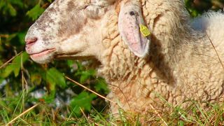 Discutii aprinse pe tema brandului de tara. Celebra  "Frunza" va fi inlocuita cu o "oaie"?