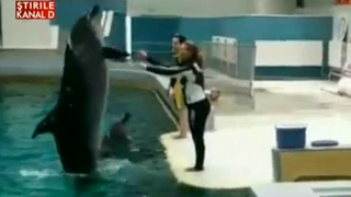 Scene emotionante la Delfinariul din Constanta - Un tanar si-a cerut iubita in casatorie in fata delfinilor - Imaginile sunt superbe