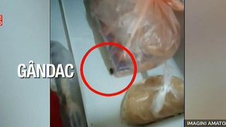 Zeci de gandaci colcaie pe mobilier si pe mancarea copiilor care sunt internati la sectia de pediatrie din Arad.