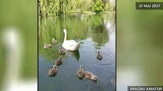 Puii de lebada din IOR au fost furati chiar de sub ochii paznicilor si ai politistilor locali