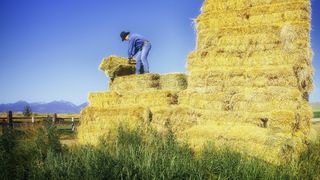 Fermierii se asteapta la recolte bune de cereale in acest an: 4-5 tone de grau si 2,5-3 tone de rapita la hectar