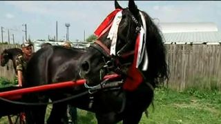 Tratament special pentru caii din Galati din partea unor veterinari din Olanda si Elvetia: "Este prima oara cand acesti cai primesc asa ceva"