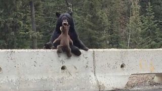 Panica in statiunea Cheia, dupa ce o ursoaica si doi pui au facut ravagii in gospodariile oamenilor