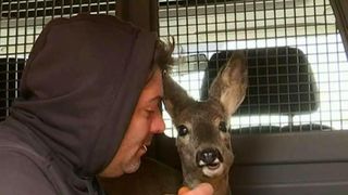 A fost lovita si lasata pe marginea drumului. Povestea impresionanta a unei caprioare salvate in ultima clipa