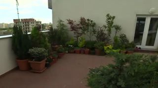 Gradina botanica dintre betoane! Doi soti au creat un adevarat colt de natura la etajul 6 al unui bloc din Capitala