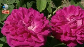 O familie din Olt a descoperit o afacere de succes : plantatia de trandafiri. Investitia a fost mica, dar rezultatul este infloritor!