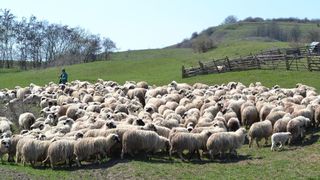 Oile de la o stana din Arges, omorate si tarate sute de metri de un urs. Pentru ca nu le-a putut manca pe toate, ursul a ingropat in pamant o oaie