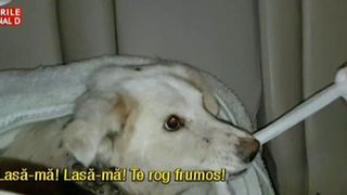 Nu trece o zi fara sa auzim un strigat de ajutor. Oameni din toata Romania ne cheama sa salvam animalele maltratate si abandonate.