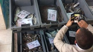 Scandal monstru in Constanta. O pescarie vinde produse imputite, iar mirosul se simte din strada