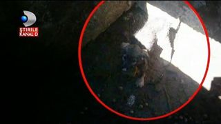 Politistii din Buzau au salvat un pui de catel care cazuse intr-o groapa. Catelul a fost imediat adoptat de o familie