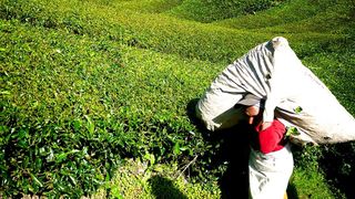 Un roman a murit in conditii suspecte pe o plantatie din Italia. Familia acuza: "A murit epuizat de munca, la comanda patronilor"