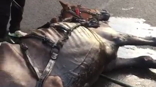 Imagini oribile! A aruncat cu ulei pe cal, dupa ce l-a batut si infometat. Stapanul animalului n-a avut pic de mila de el