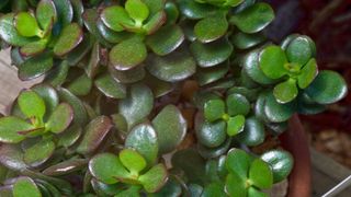 Asta e planta pe care trebuie sa o ai neaparat in casa! Va aduce schimbari pozitive in viata si atrage castiguri financiare