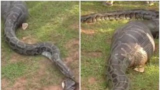 Ireal! Ce au descoperit oamenii inauntrul acestui piton de 3 metri: "Nu am mai vazut asa ceva in viata mea"