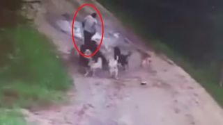 Imagini cutremuratoare. Un barbat a plecat beat de la carciuma si a fost mancat de viu de o haita de caini. Animalele au atacat fara mila. Totul este filmat