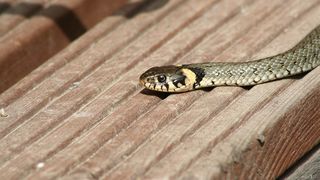 Panica la Spitalul de Urgenta Barlad, dupa ce un sarpe a cazut pe spatele unui medic care se afla in curtea interioara a Sectiei de Radiologie