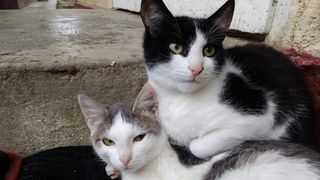 Autoritatile locale pun animalele la plata utilitatilor. Daca ai doua caini sau doua pisici vei plati pentru un om in plus