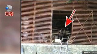 Teroare la munte! Ursii fac ravagii in curtile pensiunilor si gospodariilor. Nu au frica deloc de oameni, vin si isi iau singuri mancare de unde apuca