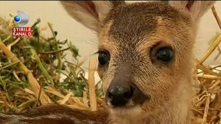Un puiut de caprioara a topit sufletele oamenilor. O femeie din Galati l-a gasit la marginea orasului si l-a salvat pe micut. Acum bea lapte din biberon si e extrem de fericit