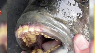 Spaima in zona Dunarii. "Spargatorul de nuci" a ajuns din Amazon in apele romanesti. Peste cu dinti de om ataca organele genitale ale barbatilor