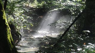 Un baiat de 14 ani s-a pierdut intr-o padure din judetul Arad! Unde a fost gasit dupa 10 ore de cautari