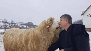 Imaginile care arata dragostea pe care preotul-cantaret Cristian Pomohaci o are pentru oi! &ldquo;Spune ca oile sunt crestine. Vorbeste cu ele si le da nume&rdquo; Afacerea nestiuta a barbatului acuzat de hartuire sexuala