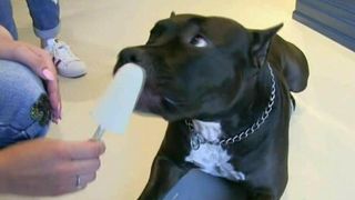 Chiar si cainii adora inghetata! S-a deschis prima gelaterie pentru patrupede, la Cluj