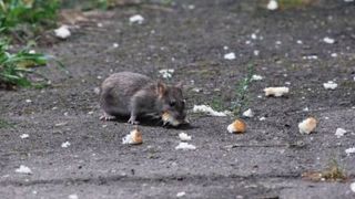 Imagini groaznice filmate la sectia de Pediatrie a Spitalului din Deva. Un sobolan se plimba nestingherit prin curtea spitalului