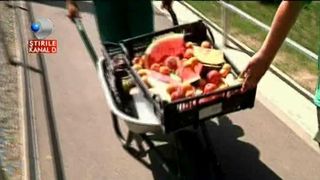 Cum sunt tratate animalutele de la zoo pe canicula. Deserturi delicioase si dusuri reci, un adevarat rasfat