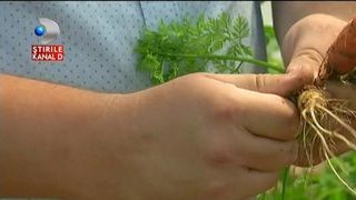 Gradina din Sibiu cu legume exotice. Au pus pe picioare o afacere infloritoare cu anghinare, morcovi purpurii, mizuna sau kale