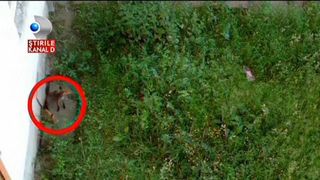 Locatarii unui bloc din Sighisoara, speriati de sase vulpi care locuiesc in subsol. Cum au ajuns animalele aici