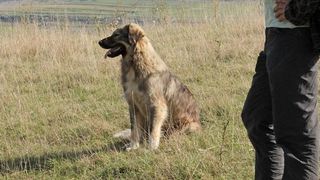 Oamenii din Dej, terorizati de cainele unui cioban. Politia a fost sesizata de doua ori