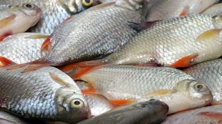 Acesta este parazitul care se gaseste in toti pestii. La ce trebuie sa fiti atenti cand cumparati peste