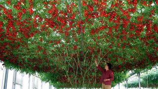 Pomul care face rosii creste si in Romania. Traieste pana la 7 ani si produce anual sute de kilograme de rosii gustoase