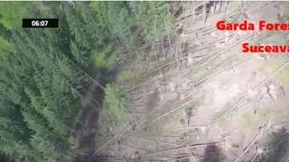 Efectele teribile ale furtunii. Paduri intregi din Romania, rase de pe fata pamantului