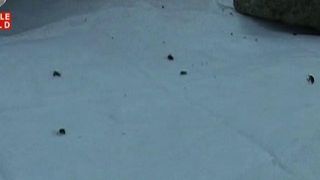 Un intreg cartier din Arad este invadat de purici. Oamenii sunt terorizati - Copiii au fost muscati si exista riscul sa se imbolnaveasca