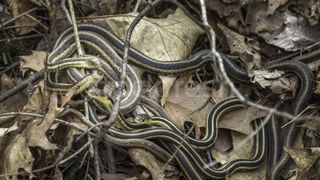 Alerta intr-o regiune din Romania: Este invazie de serpi. Oamenii sunt ingroziti