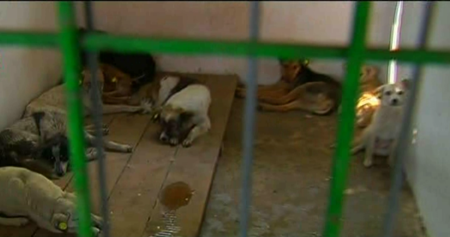 Imagini cumplite de la Tulcea! Hingherii si fac de cap pe suferinta animalelor si banii cetatenilor