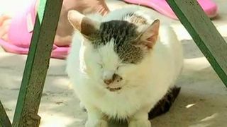 Asa vrea primarul din Slobozia sa scape de pisicile din oras? Oamenii spun ca vrea sa le adune si sa le trimita in China