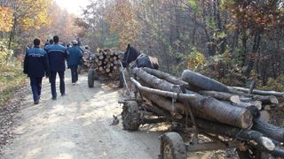 Furt de lemne la Ocolul silvic Lunca Timisului. Hotii, prinsi in timp ce incarcau intr-o masina lemnul taiat ilegal din padure