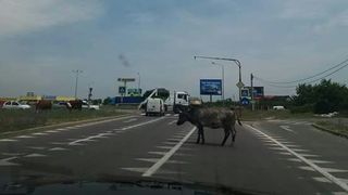 Fantastic. O vaca circula nestingherita pe Autostrada Soarelui - Soferii s-au blocat cand au vazut-o