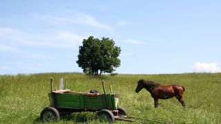Un iesean a murit dupa ce a fost atacat de un roi de albine, intr-o caruta. Fratele sau, intepat si el de albine, a fost dus la spital