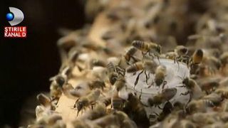 Un roi de albine terorizeaza o comuna din Iasi. O intreaga familie a ajuns la spital. Un barbat a murit din cauza celor 1.000 de intepaturi