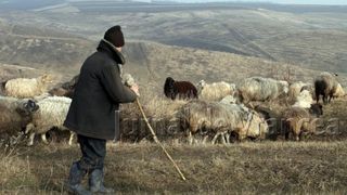 Ce pedeapsa a primit ciobanul care a anuntat la 112 ca a fost atacat de un urs si ca este ranit, alarma fiind falsa