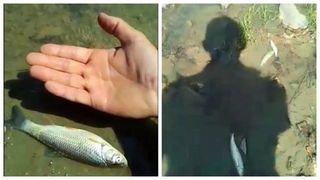 Alba: Sute de pesti morti pe raul Ampoi in urma unei posibile poluari. Garda de Mediu a deschis o ancheta