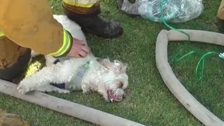 Filmuletul care te va face sa plangi. Pompierii fac eforturi disperate sa salveze un catel intoxicat cu fum. Imagini emotionante