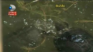 Cel mai dragut loc din Buzau. Un lac de agrement s-a umplut, peste noapte, de broscute testoase